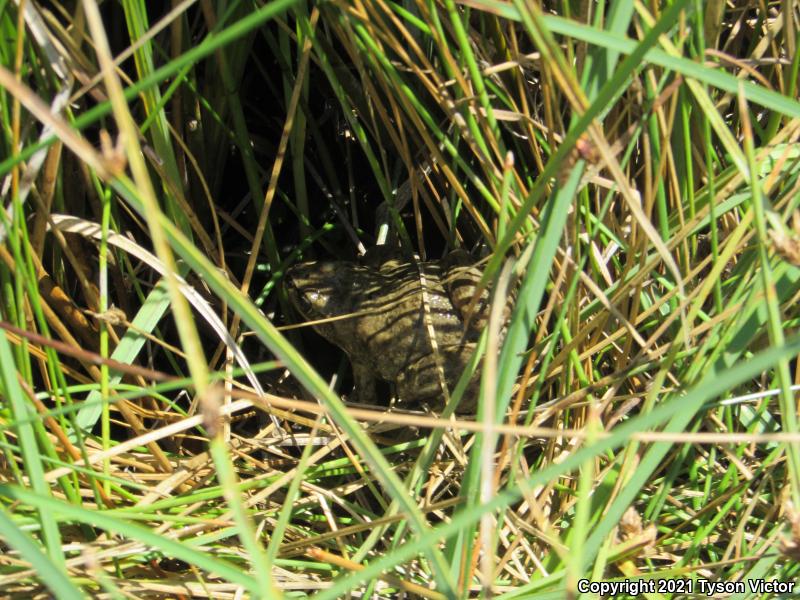 Columbia Spotted Frog (Rana luteiventris)