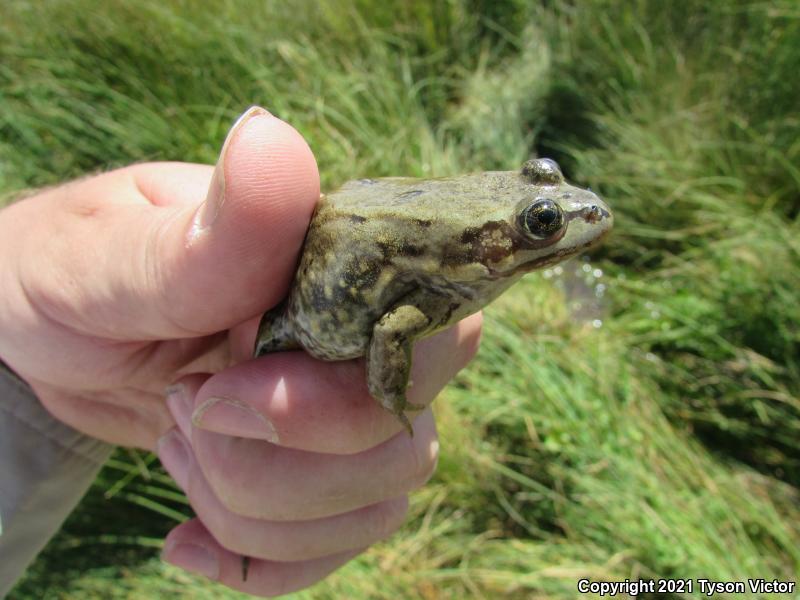 Columbia Spotted Frog (Rana luteiventris)