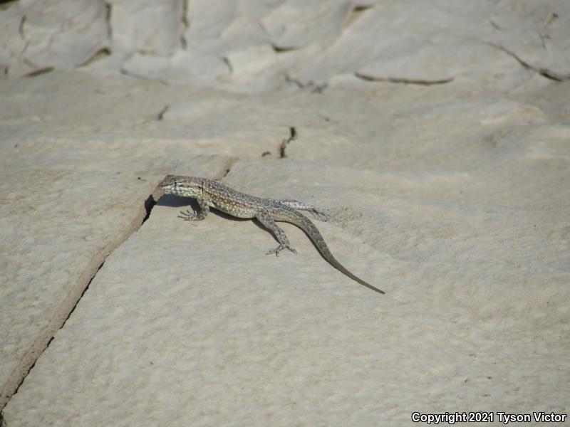 Northern Side-blotched Lizard (Uta stansburiana stansburiana)