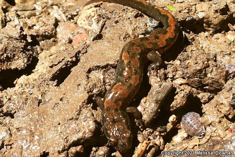 Seal Salamander (Desmognathus monticola)