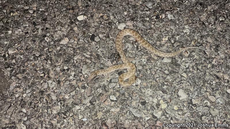 Texas Nightsnake (Hypsiglena jani texana)