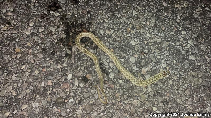 Checkered Gartersnake (Thamnophis marcianus marcianus)