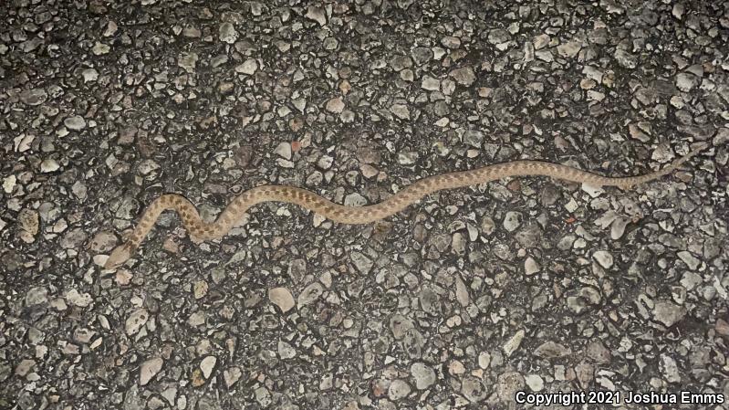 Texas Nightsnake (Hypsiglena jani texana)