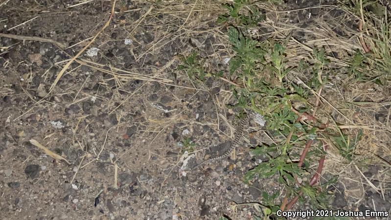 Painted Desert Glossy Snake (Arizona elegans philipi)