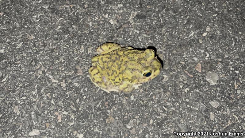 Couch's Spadefoot (Scaphiopus couchii)