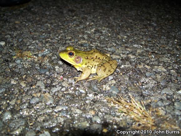 Northern Green Frog (Lithobates clamitans melanota)