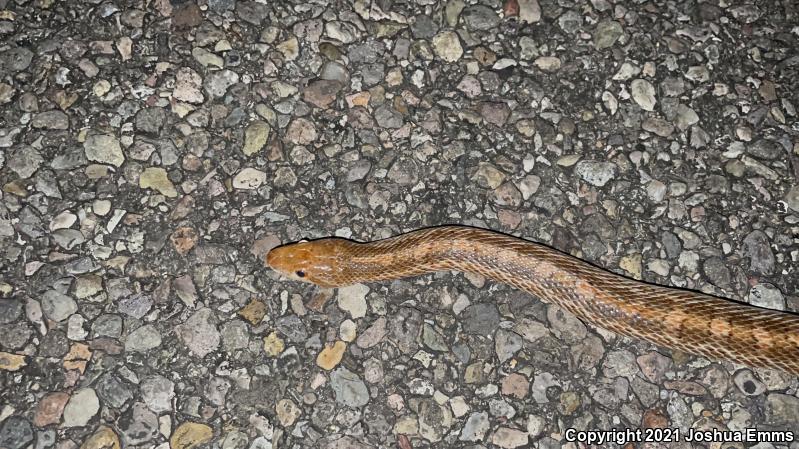 Painted Desert Glossy Snake (Arizona elegans philipi)