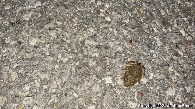 Chihuahuan Desert Spadefoot (Spea multiplicata stagnalis)