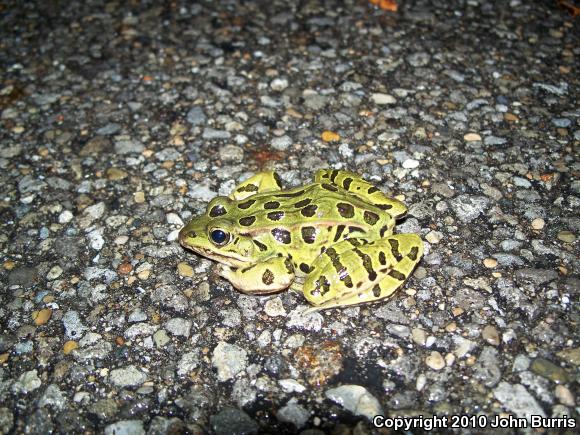 Northern Leopard Frog (Lithobates pipiens)