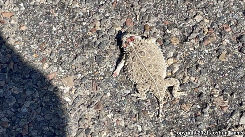 Texas Horned Lizard (Phrynosoma cornutum)