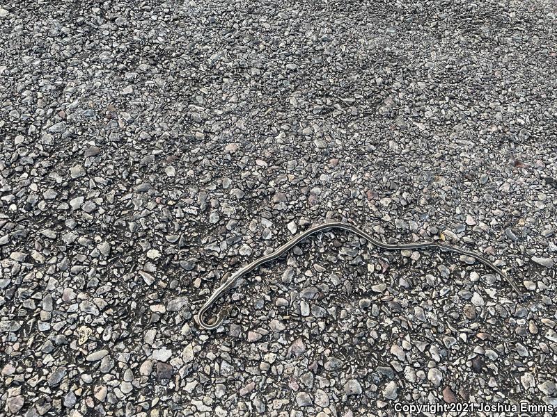 Desert Striped Whipsnake (Coluber taeniatus taeniatus)