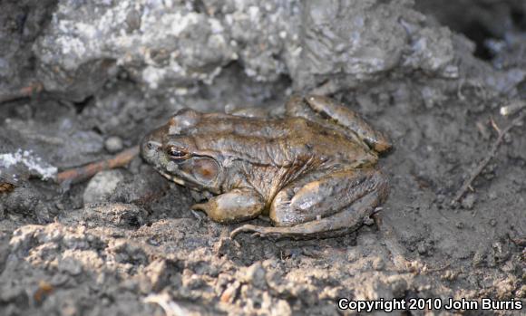 Northern Green Frog (Lithobates clamitans melanota)