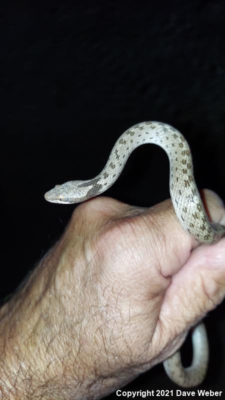 Sonoran Nightsnake (Hypsiglena chlorophaea chlorophaea)