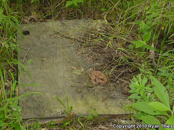 Osage Copperhead (Agkistrodon contortrix phaeogaster)