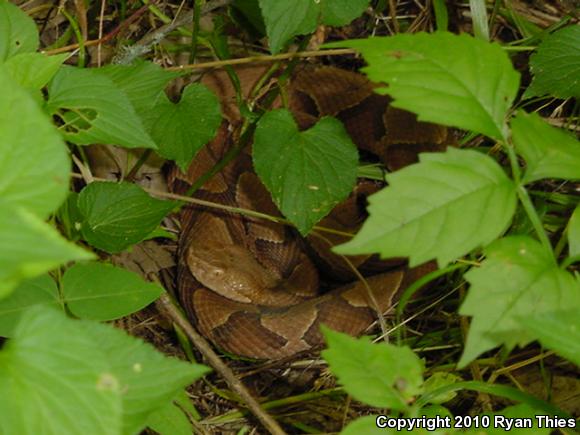 Osage Copperhead (Agkistrodon contortrix phaeogaster)