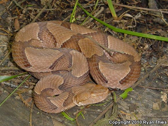 Osage Copperhead (Agkistrodon contortrix phaeogaster)