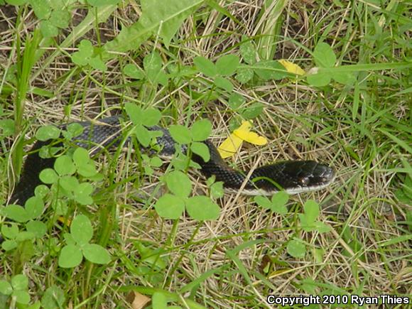 Black Ratsnake (Pantherophis obsoletus)