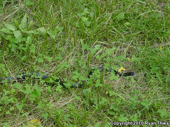 Black Ratsnake (Pantherophis obsoletus)