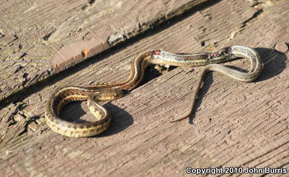 Chicago Gartersnake (Thamnophis sirtalis semifasciatus)