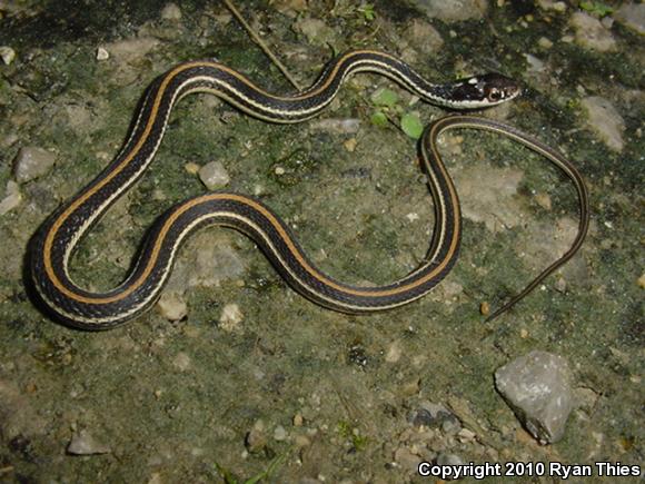 Orange-striped Ribbonsnake (Thamnophis proximus proximus)