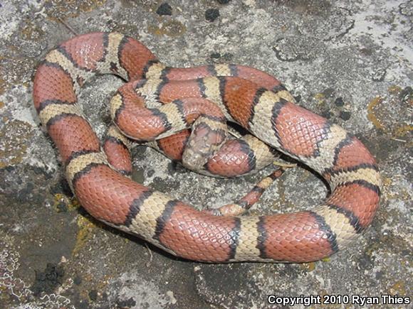 Red Milksnake (Lampropeltis triangulum syspila)