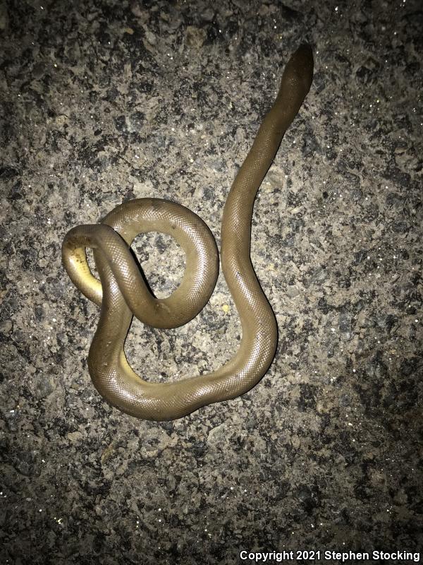 Northern Rubber Boa (Charina bottae)