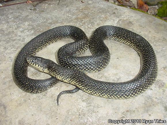 Speckled Kingsnake (Lampropeltis getula holbrooki)