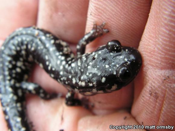 Western Slimy Salamander (Plethodon albagula)