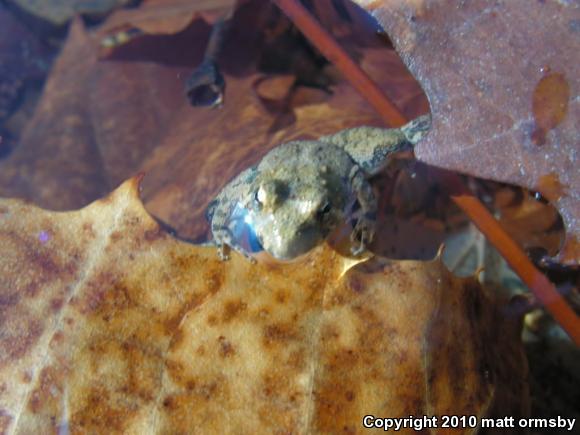 Northern Cricket Frog (Acris crepitans)