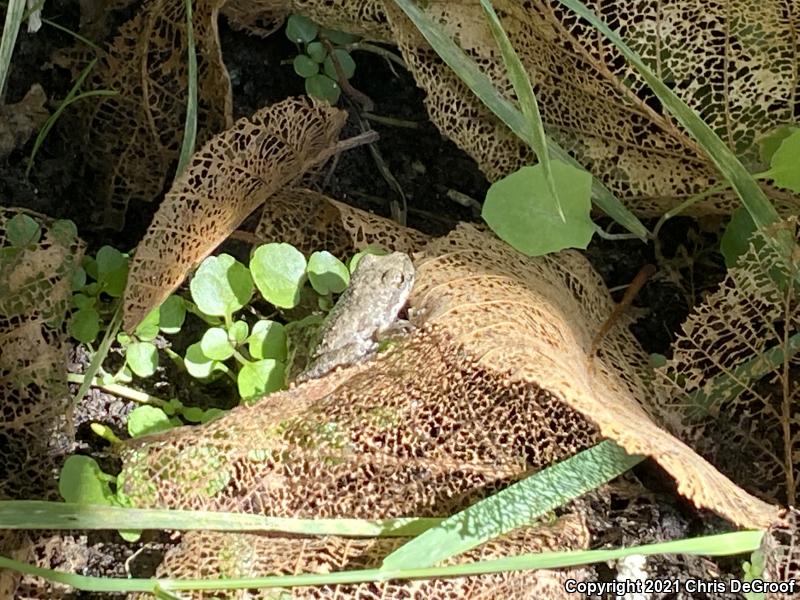 California Treefrog (Pseudacris cadaverina)