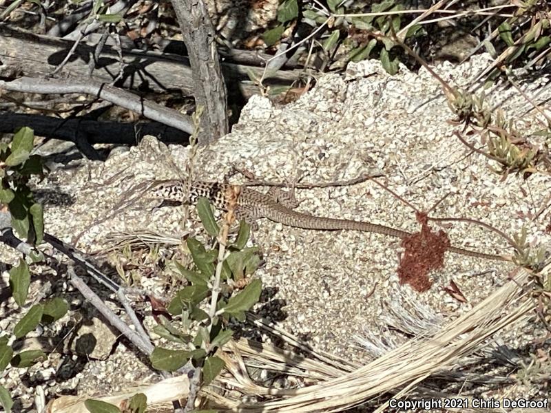 Coastal Whiptail (Aspidoscelis tigris stejnegeri)