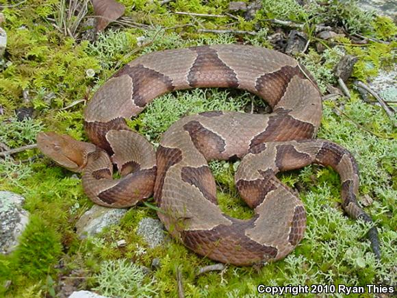 Osage Copperhead (Agkistrodon contortrix phaeogaster)