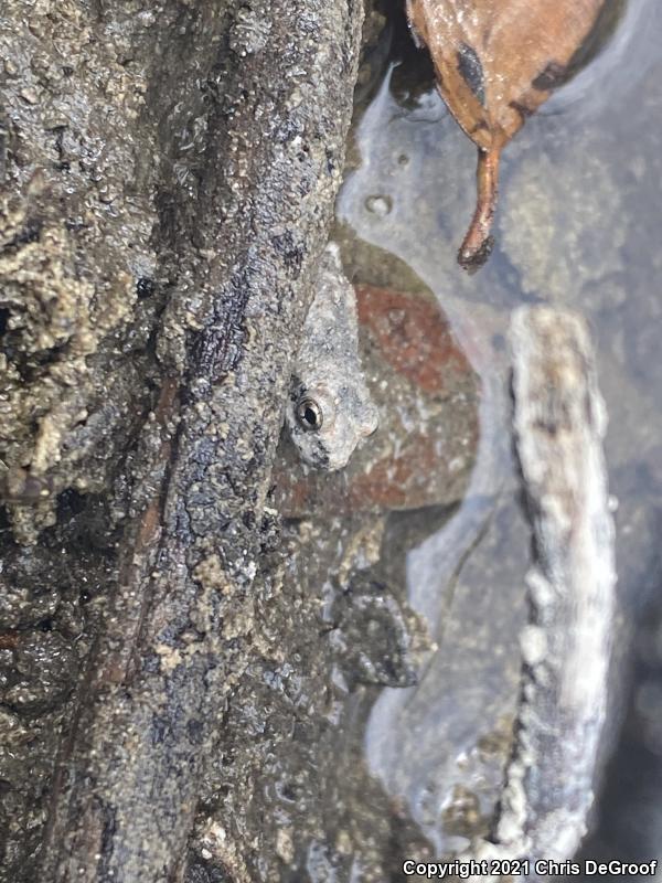 California Treefrog (Pseudacris cadaverina)