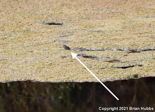 Western Pond Turtle (Actinemys marmorata)