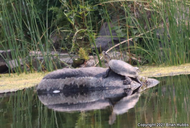 Western Pond Turtle (Actinemys marmorata)