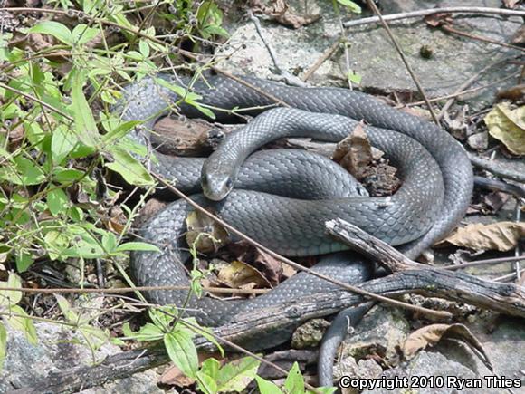 Eastern Yellow-bellied Racer (Coluber constrictor flaviventris)