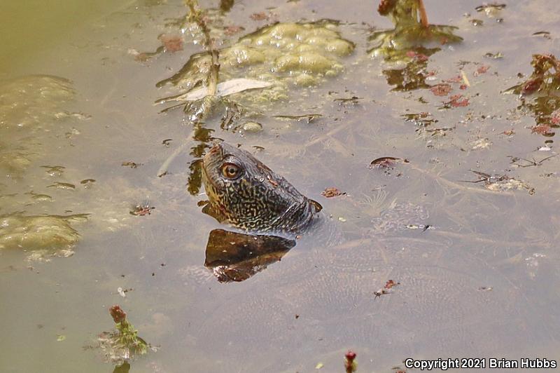 Western Pond Turtle (Actinemys marmorata)