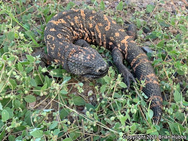 Reticulate Gila Monster (Heloderma suspectum suspectum)