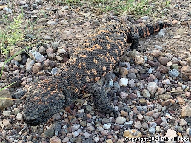 Reticulate Gila Monster (Heloderma suspectum suspectum)