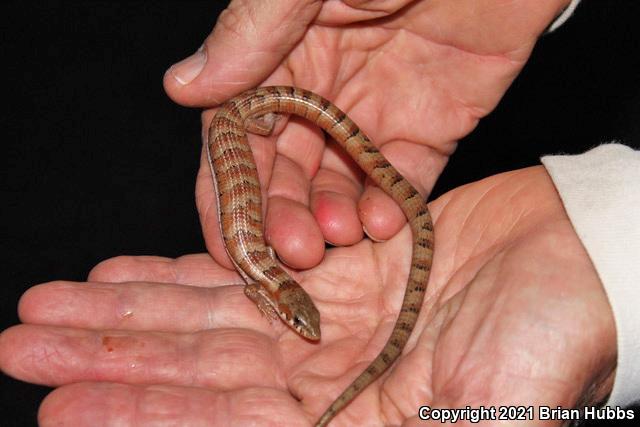 Madrean Alligator Lizard (Elgaria kingii kingii)