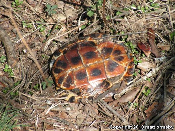 Red-eared Slider (Trachemys scripta elegans)