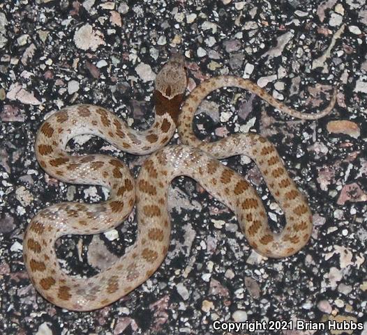 Chihuahuan Nightsnake (Hypsiglena jani)