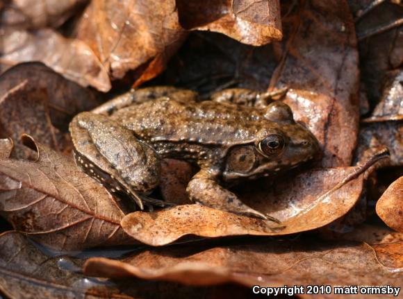 Bronze Frog (Lithobates clamitans clamitans)