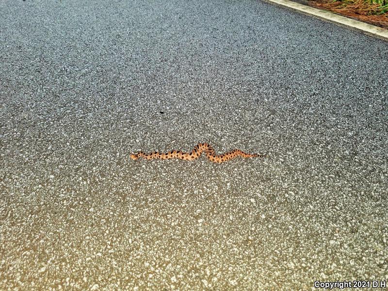 Carolina Pigmy Rattlesnake (Sistrurus miliarius miliarius)