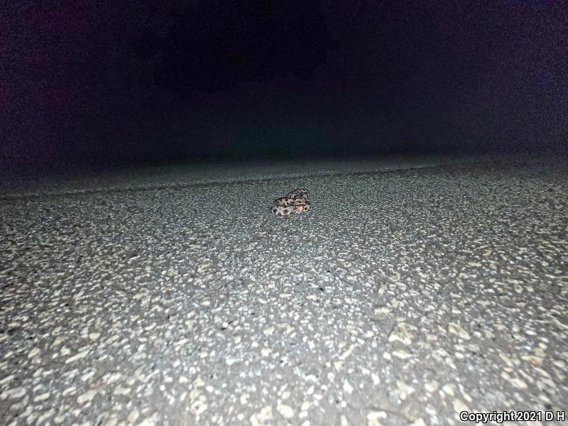 Carolina Pigmy Rattlesnake (Sistrurus miliarius miliarius)