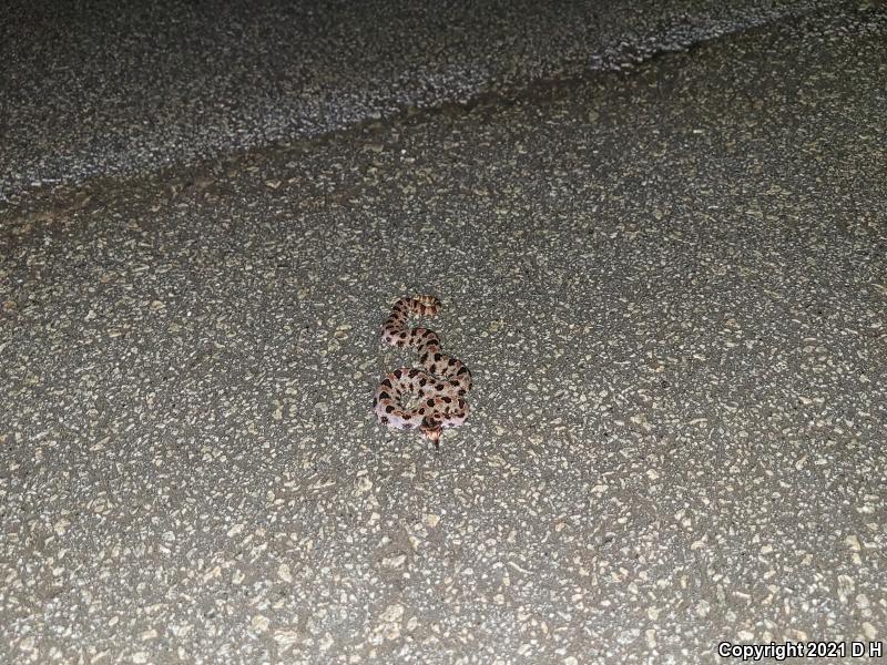 Carolina Pigmy Rattlesnake (Sistrurus miliarius miliarius)