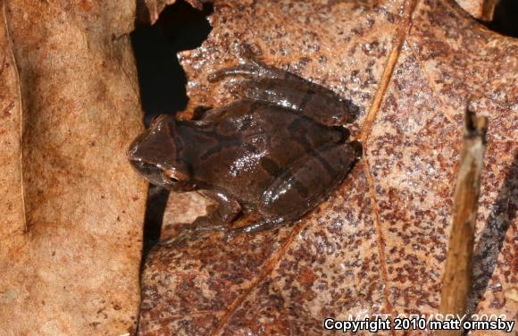 Spring Peeper (Pseudacris crucifer)