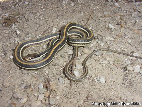 Orange-striped Ribbonsnake (Thamnophis proximus proximus)