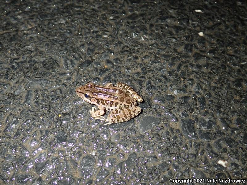 Pickerel Frog (Lithobates palustris)