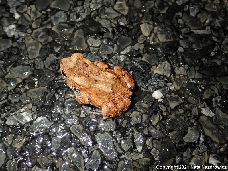 Eastern American Toad (Anaxyrus americanus americanus)